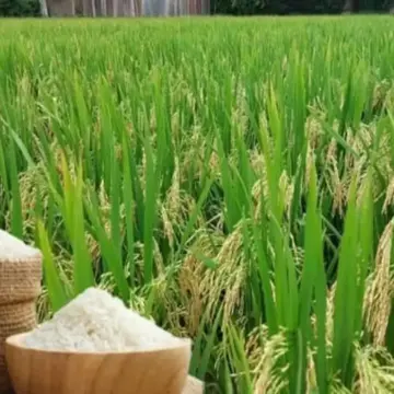 أسعار تصدير الأرز تتأرجح في اتجاهين متعاكسين.